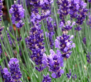 aroma de lavanda