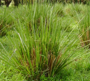 aroma de vetiver