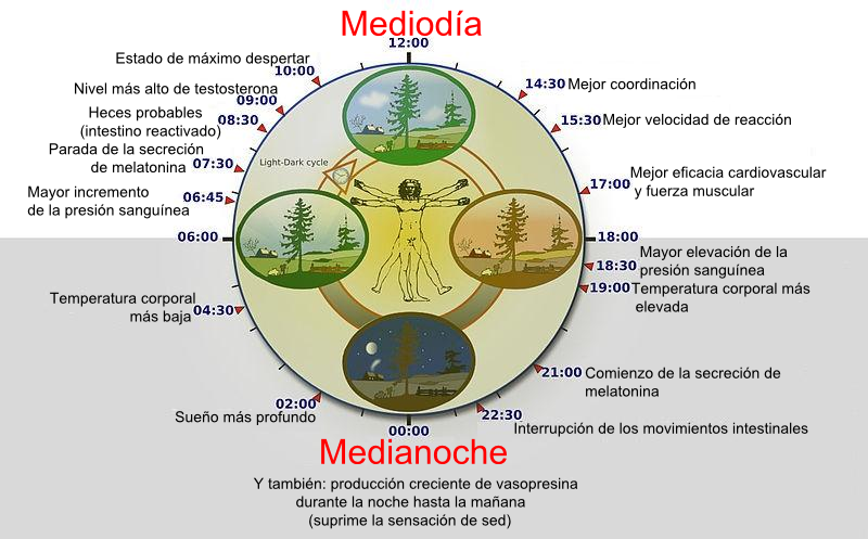 reloj-biologico
