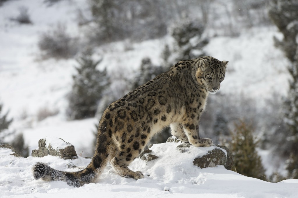 leopardo de las nieves
