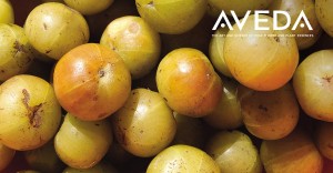 El amla de Aveda proviene de una pequeña granja en Sangli, India.