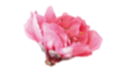 separador flor almendra
